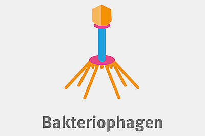Bakteriophagen sind Viren, die sich auf den Befall von Bakterien spezialisiert haben. Bakteriophagen sind Viren, die sich auf den Befall von Bakterien spezialisiert haben.